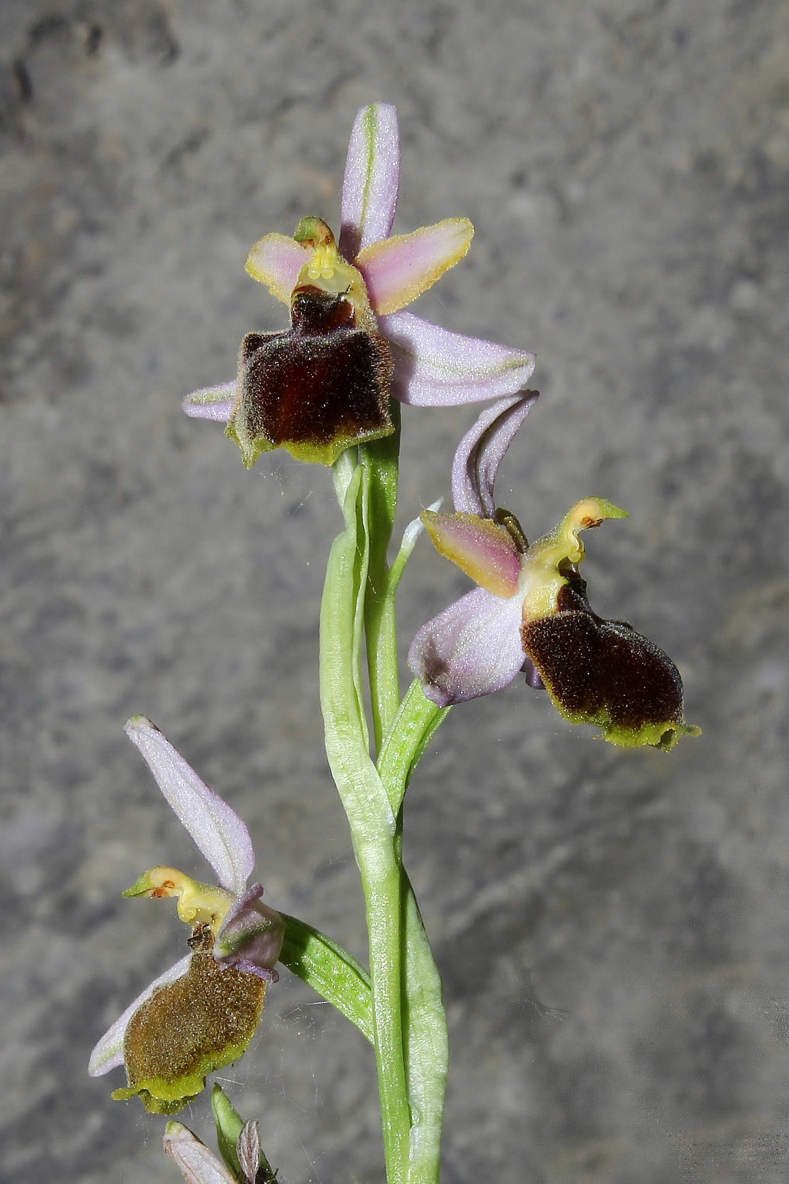 Ophrys exaltata subsp. montis-leonis - variabilit